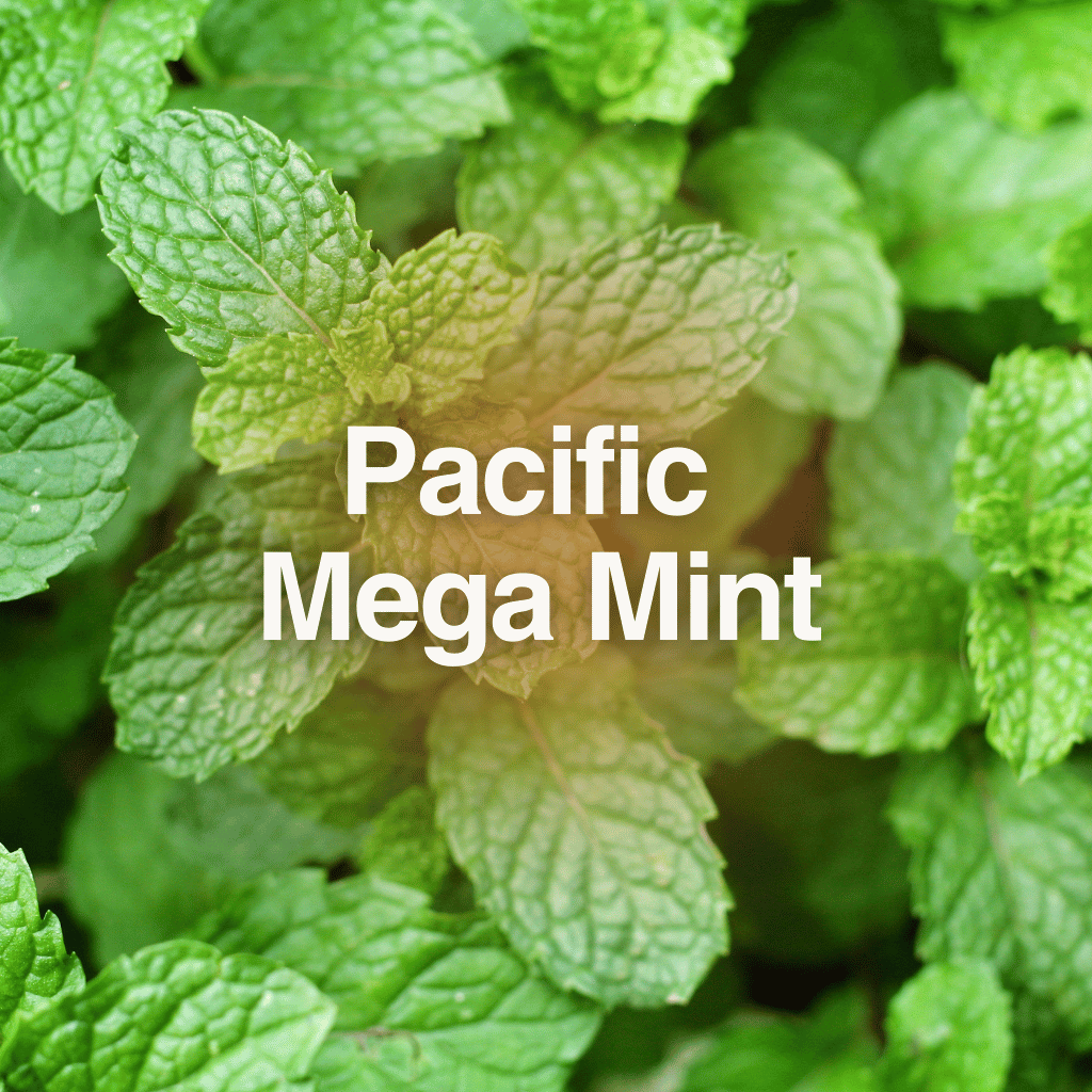 Pacific Mega Mint