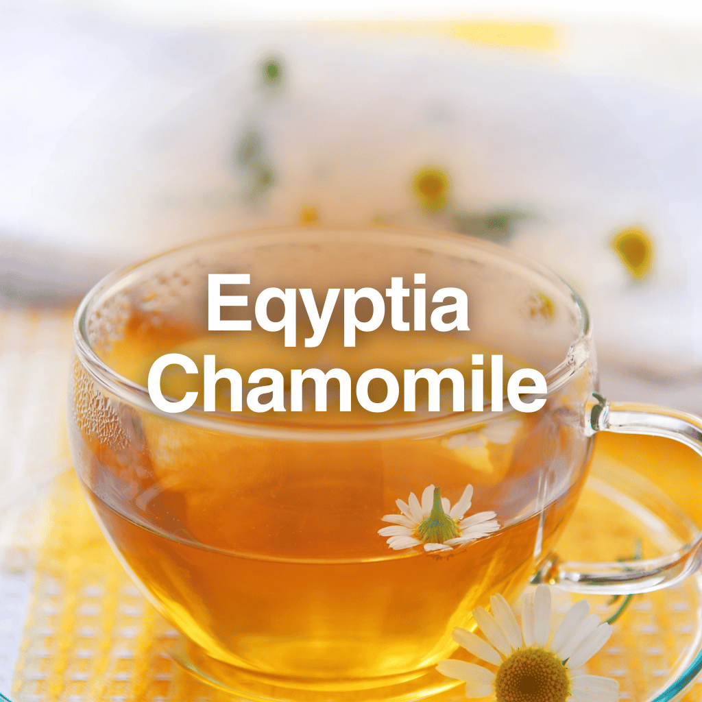 Egyptian Chamomile