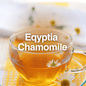 Egyptian Chamomile